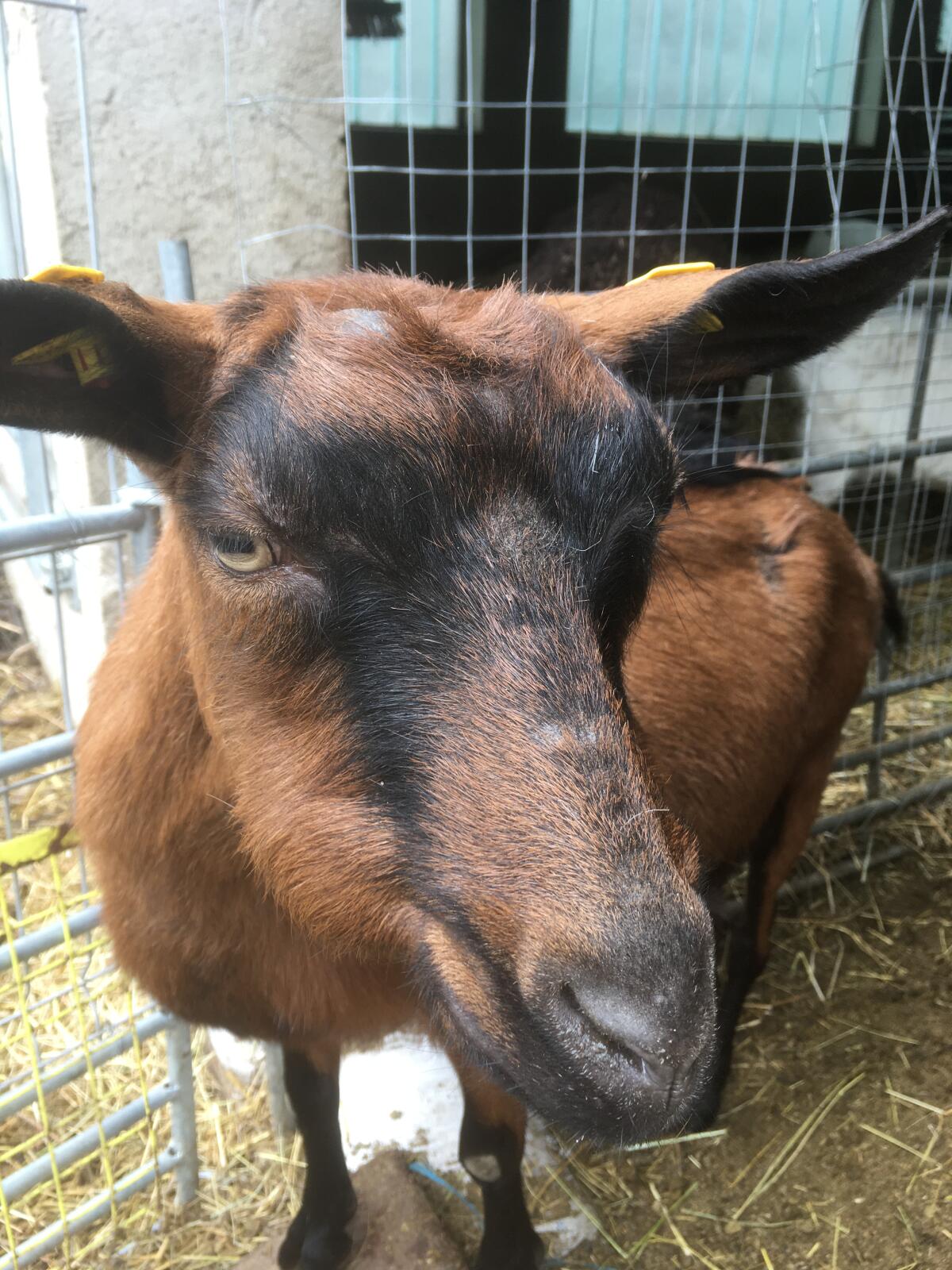 Gamsfarbige Gebirgsziegen 3