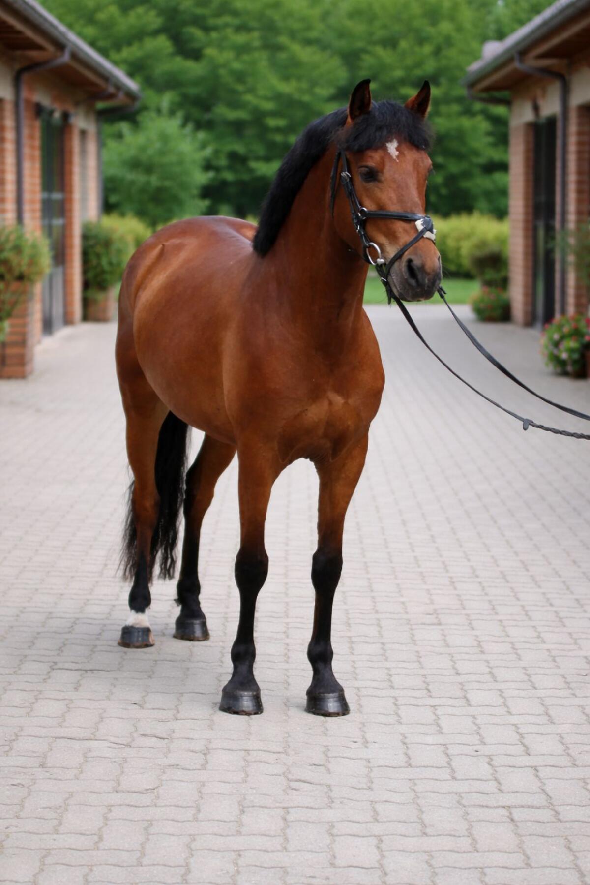 Super Brave kinderpony 2