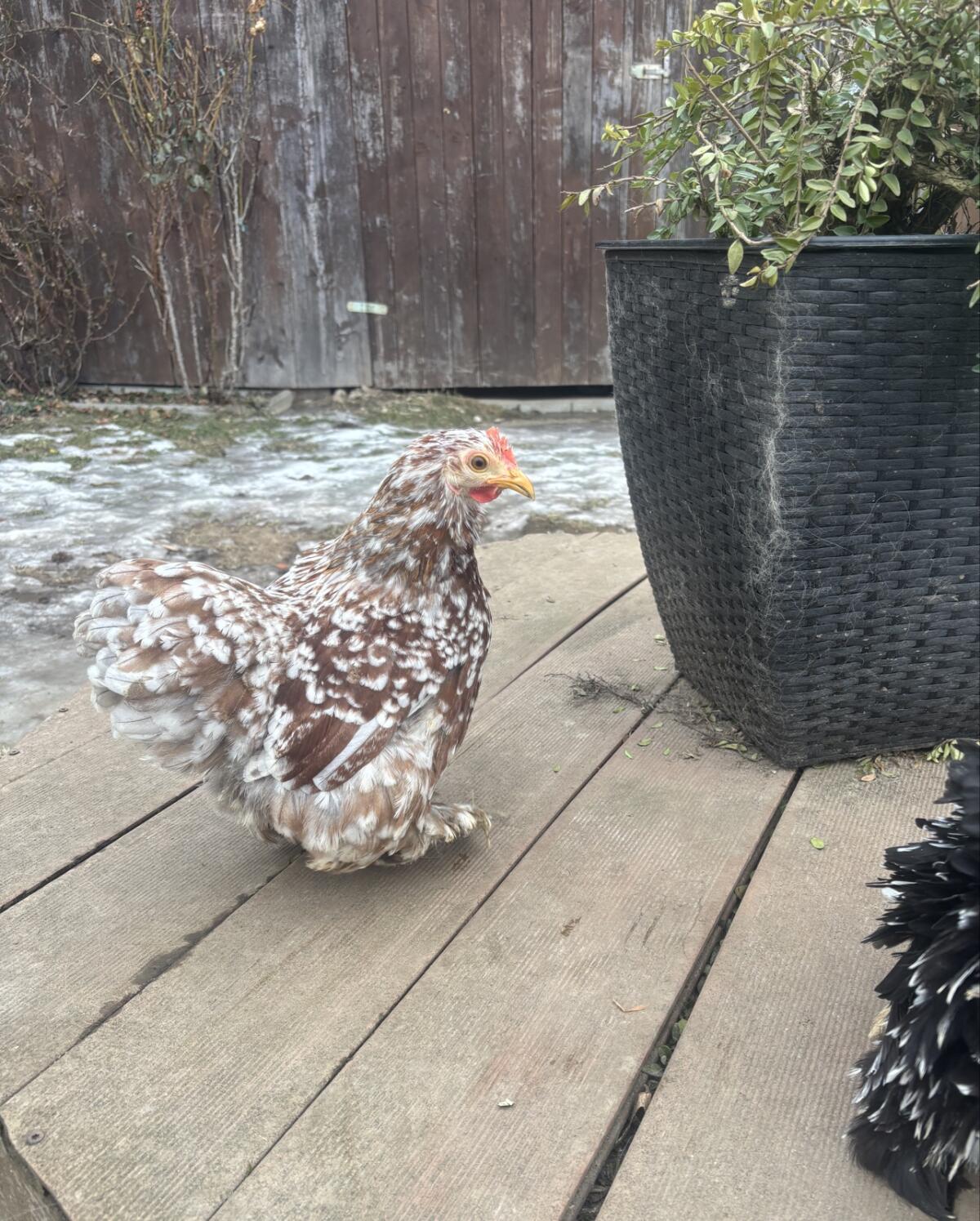 Zwerg Cochin Hennen 3