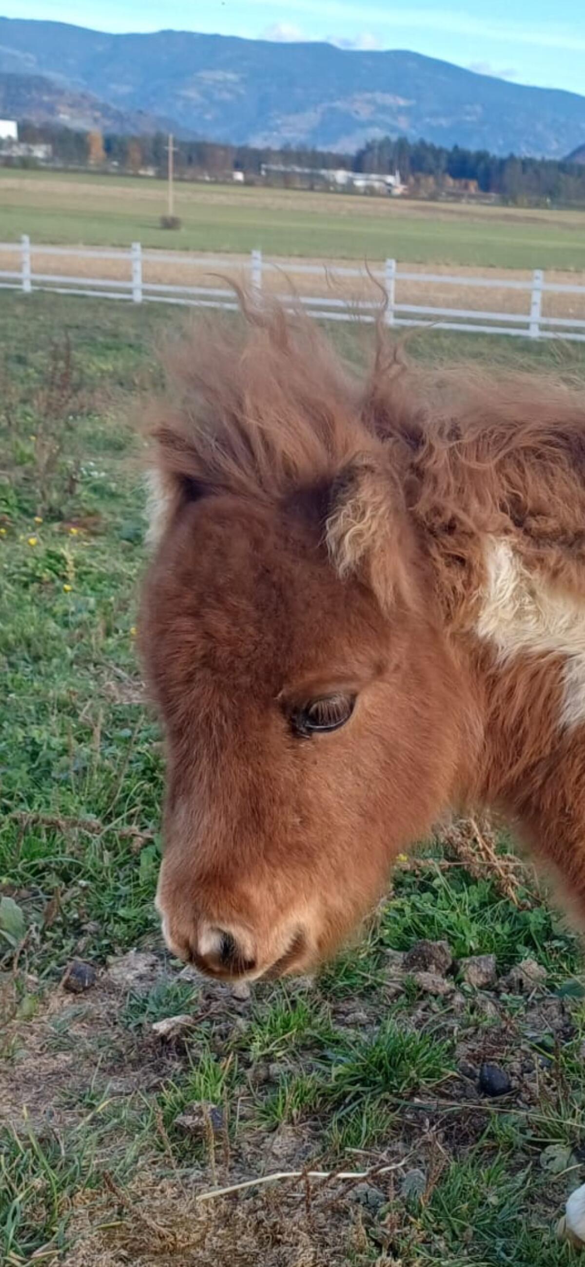 Shetlandpony Minityp 2