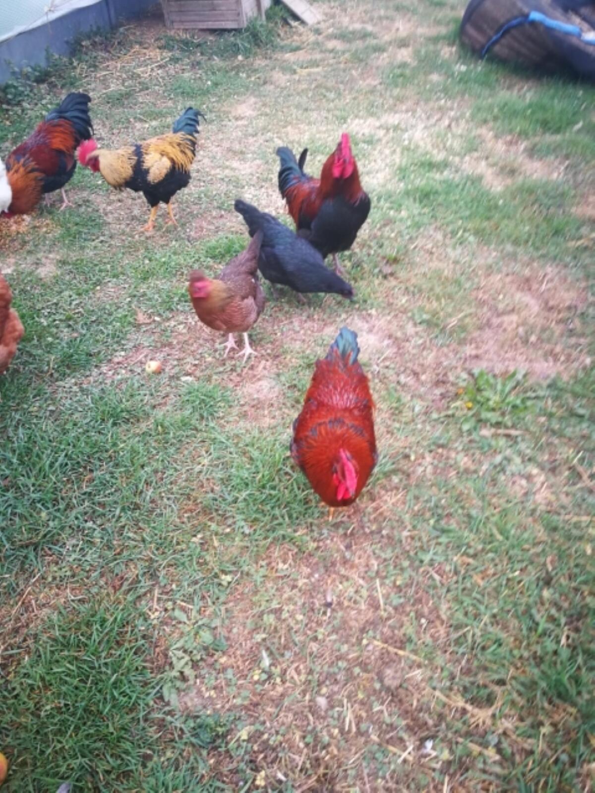 Altsteirer Hehnen und Hahn 2