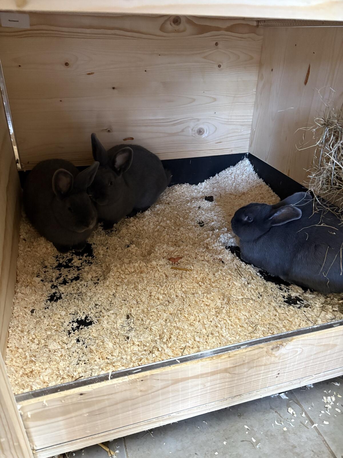 Fleischhasen/Blaue Wiener Kaninchen 2