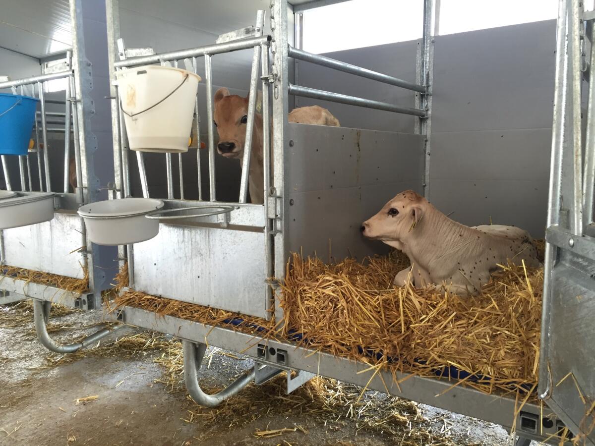 Zimmermann Stalltechnik Kälbergalerie 3