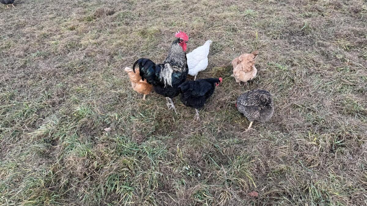 Rassemix Hennen mit Hahn 2
