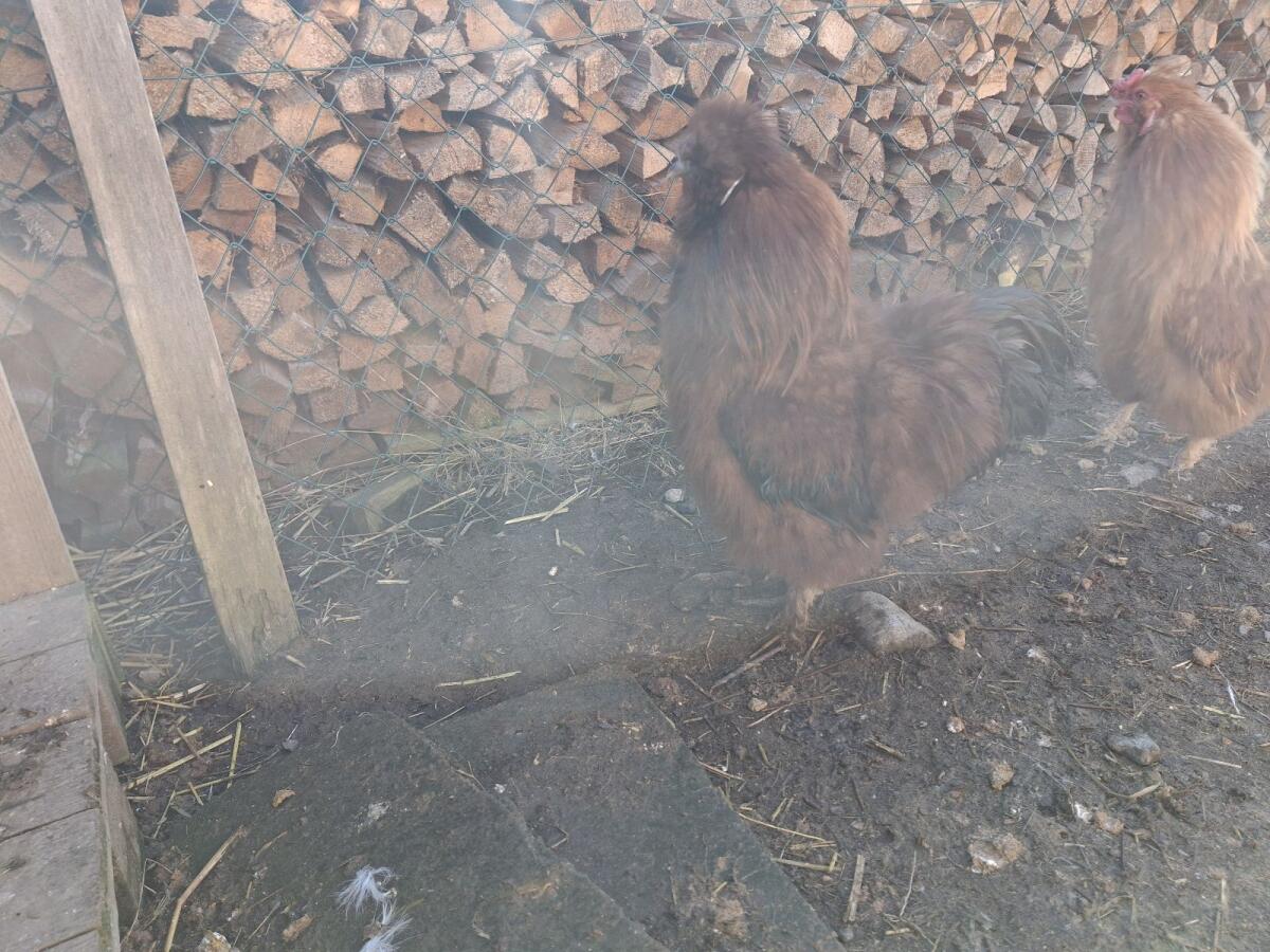 Seidenhahn zu verschenken 3