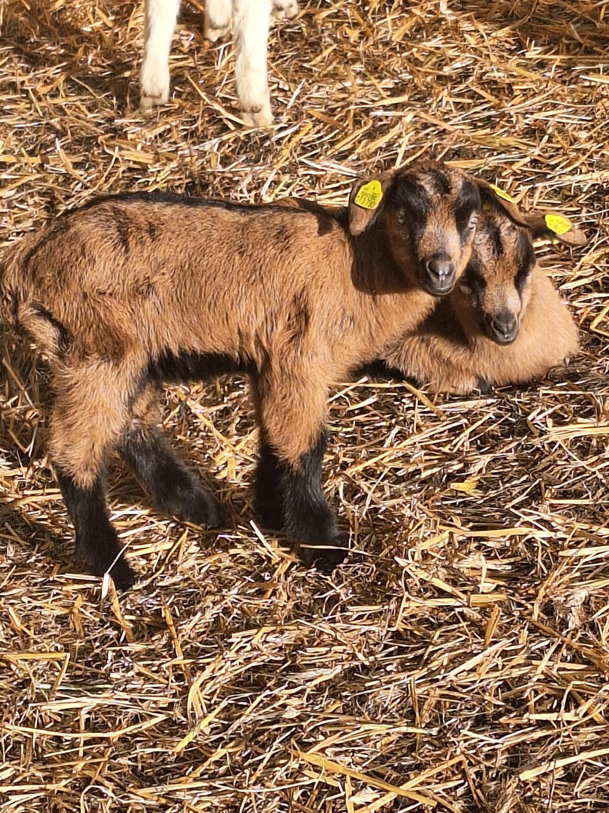 Bunte Deutsche Edelziegenböcke 2
