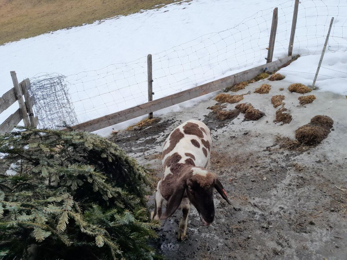 Tscheggn widder Rein kein Hb vom September 2