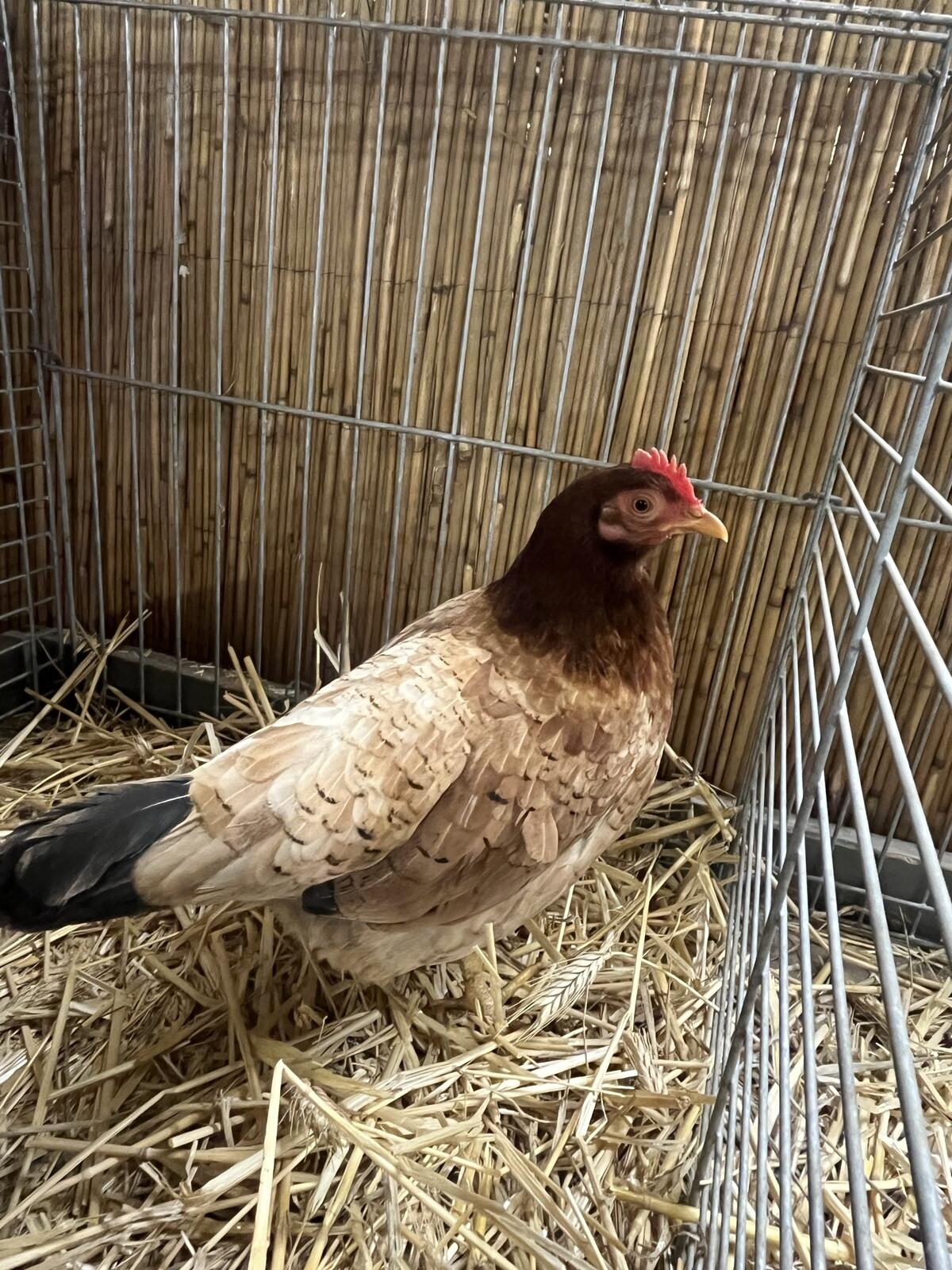 Steinpiperl, Stoahendel, Zwerg Hühner 3