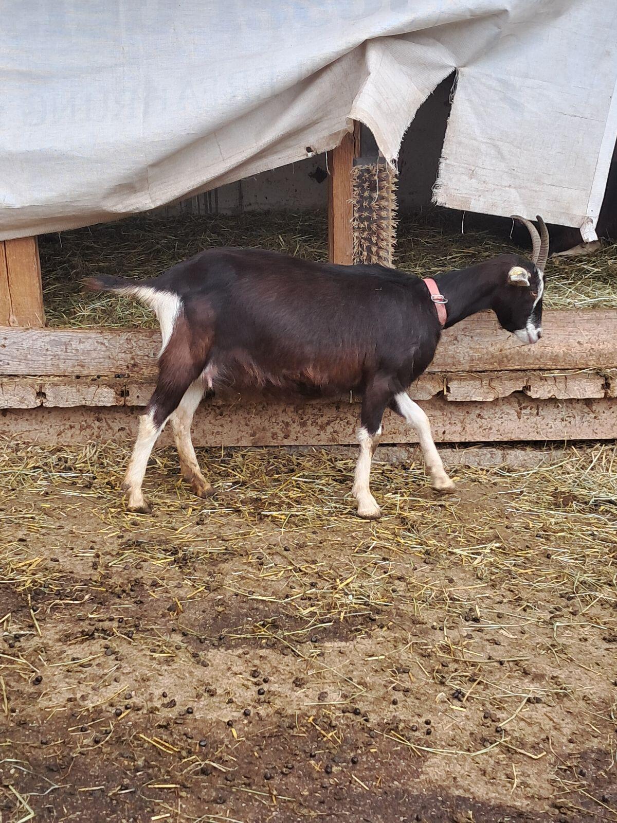 Bündner Strahlenziege 2