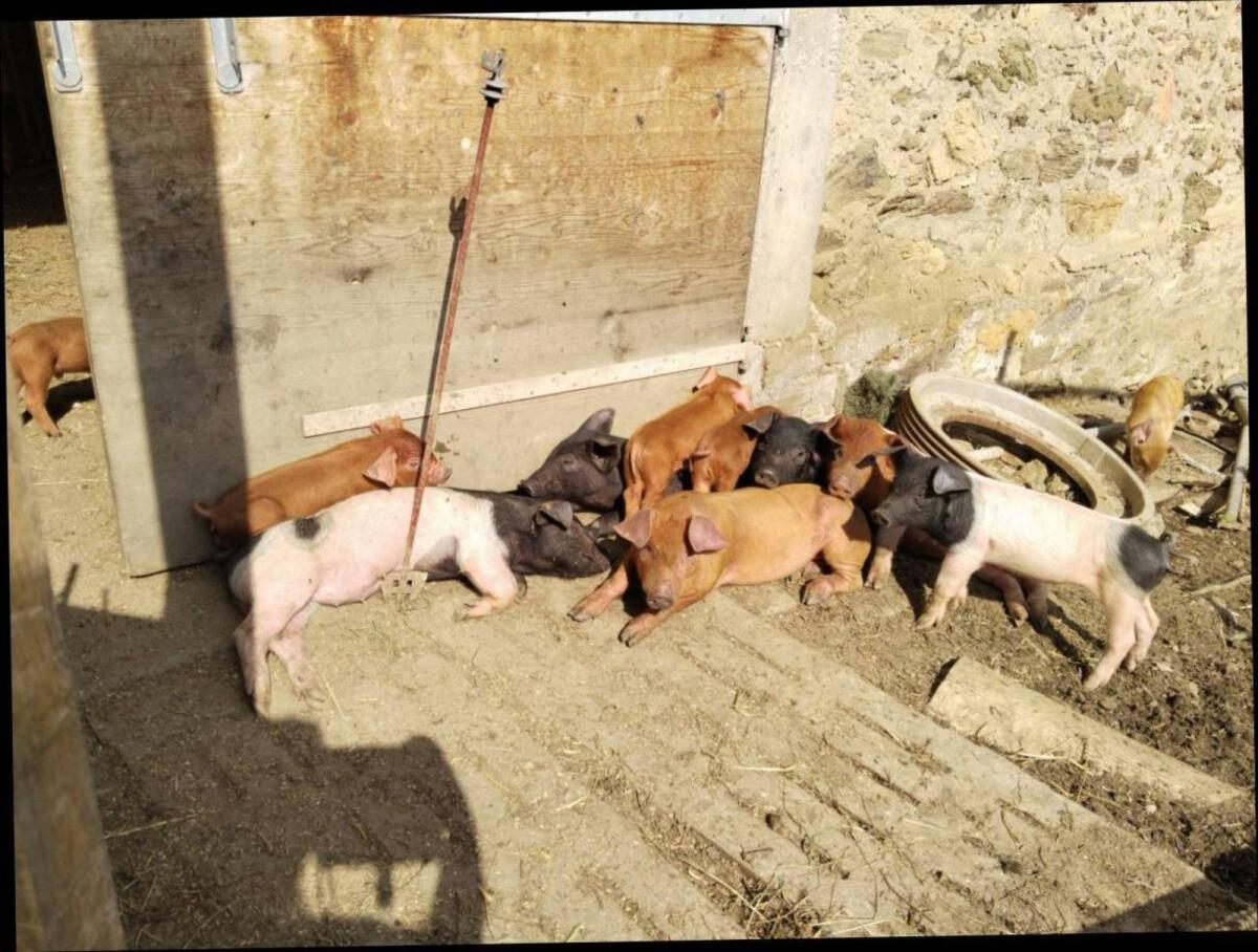 Duroc x Pietrain Ferkel abzugeben 2