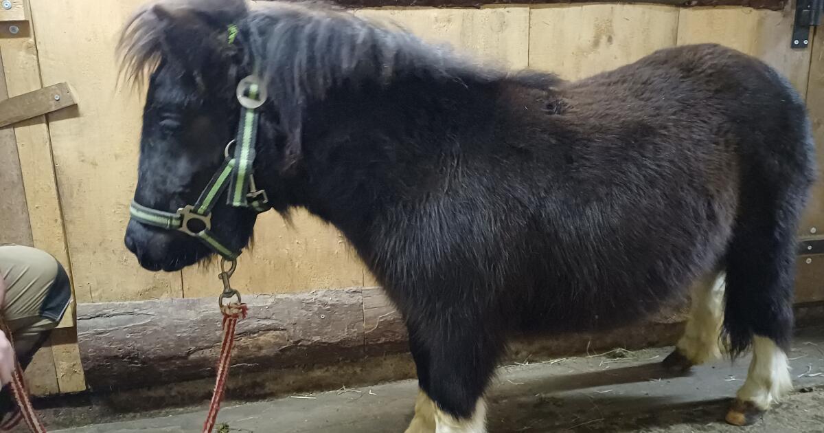 Mini-Shetty Stutfohlen 2