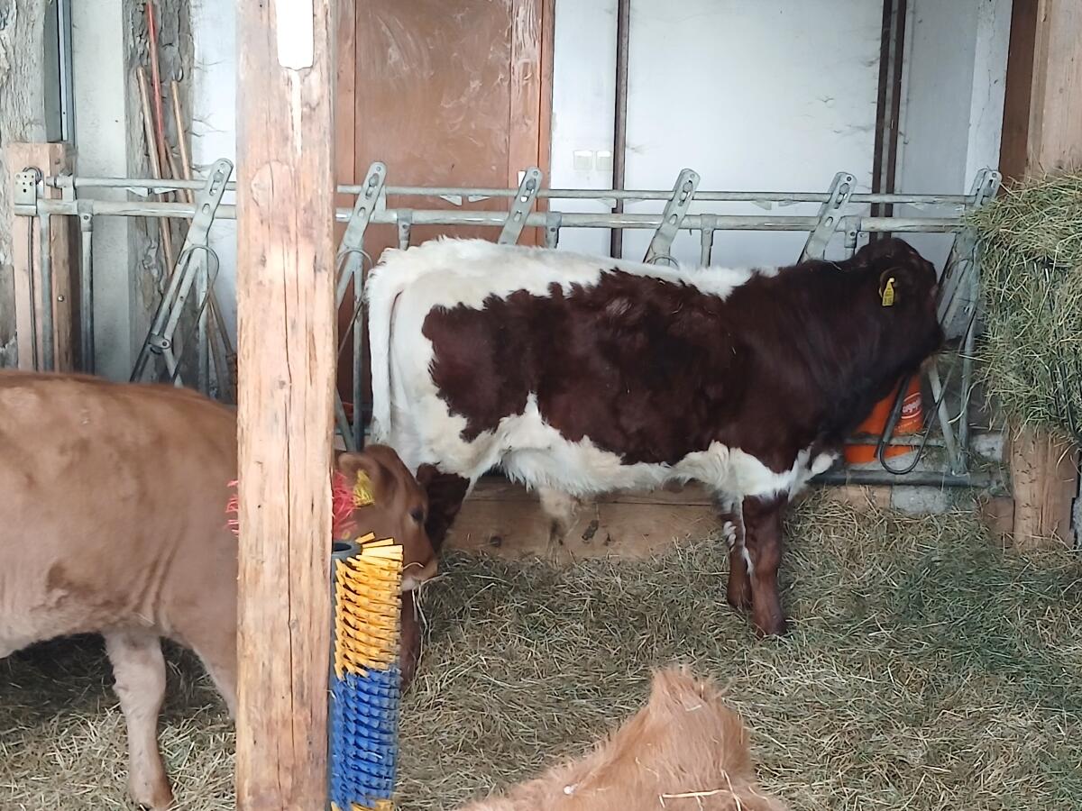 Pinzgauer Stier Absetzer Zucht 3