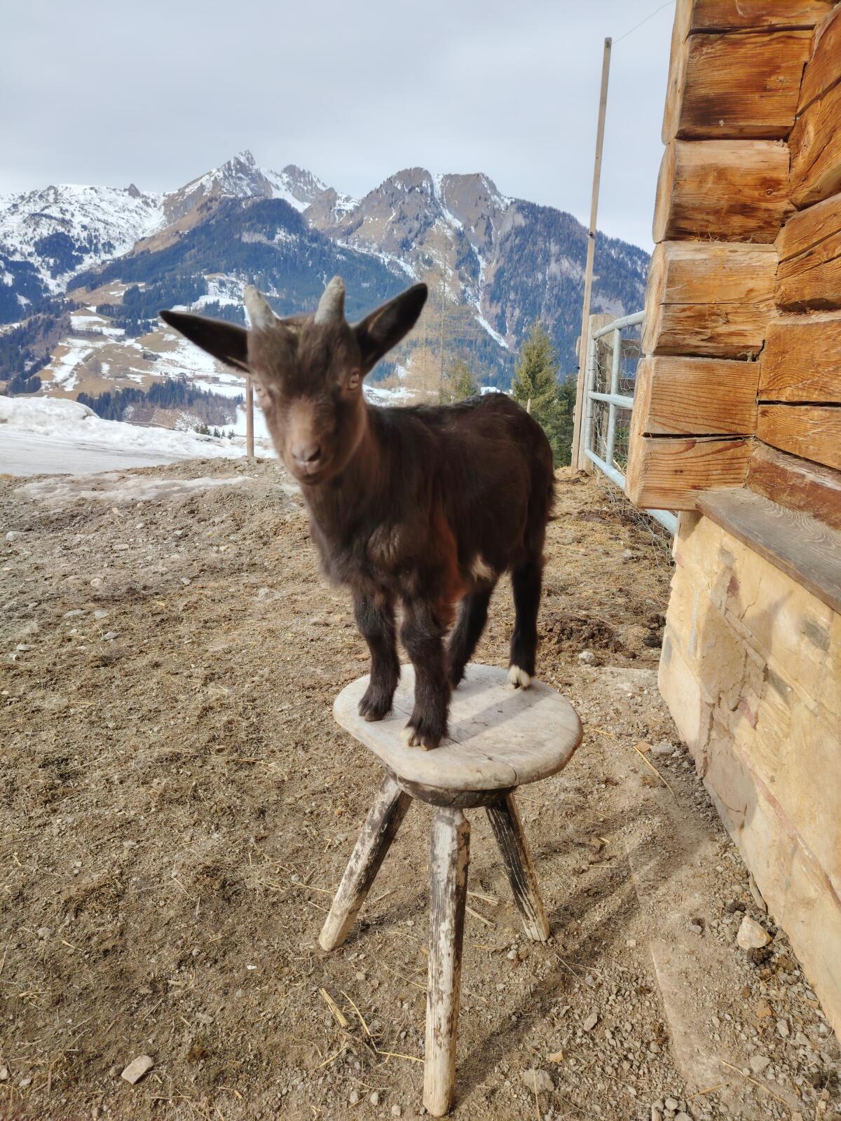 Aosterziege mit männlichem Kitz 3