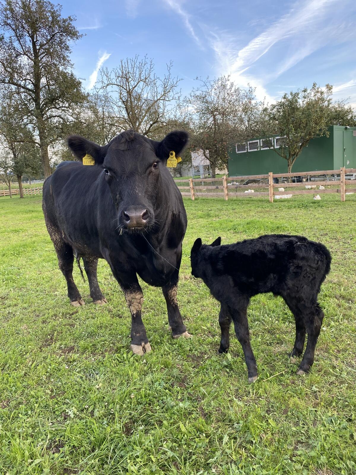 Angus Kuh trächtig alle Kalbungen problemlos 2