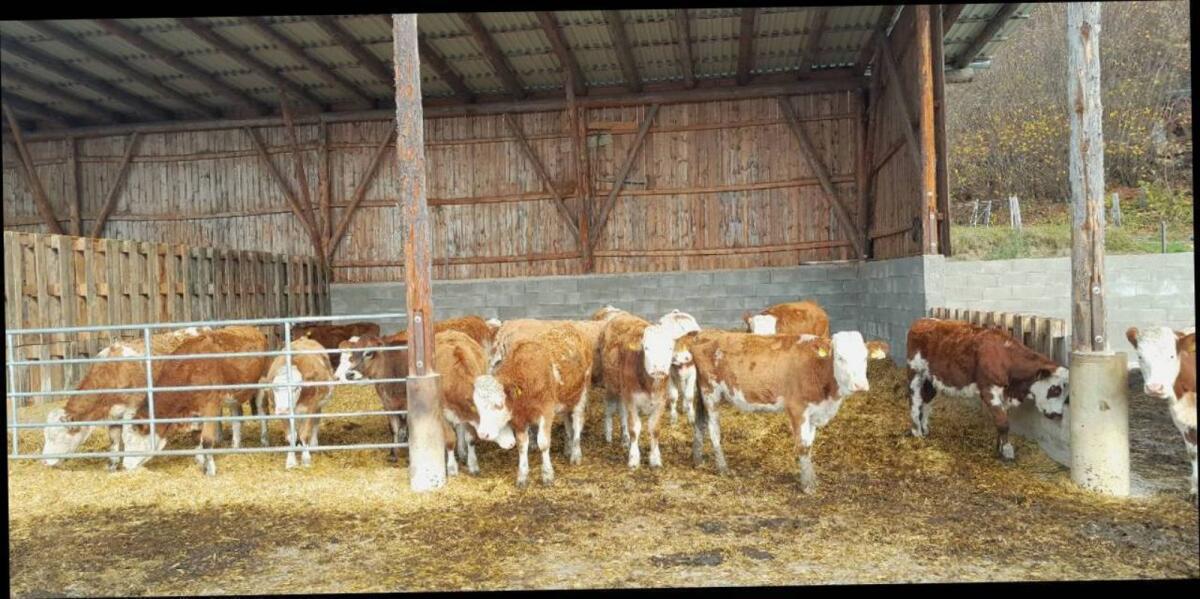 BIO Aufzuchtbetrieb Kalbinnen 2