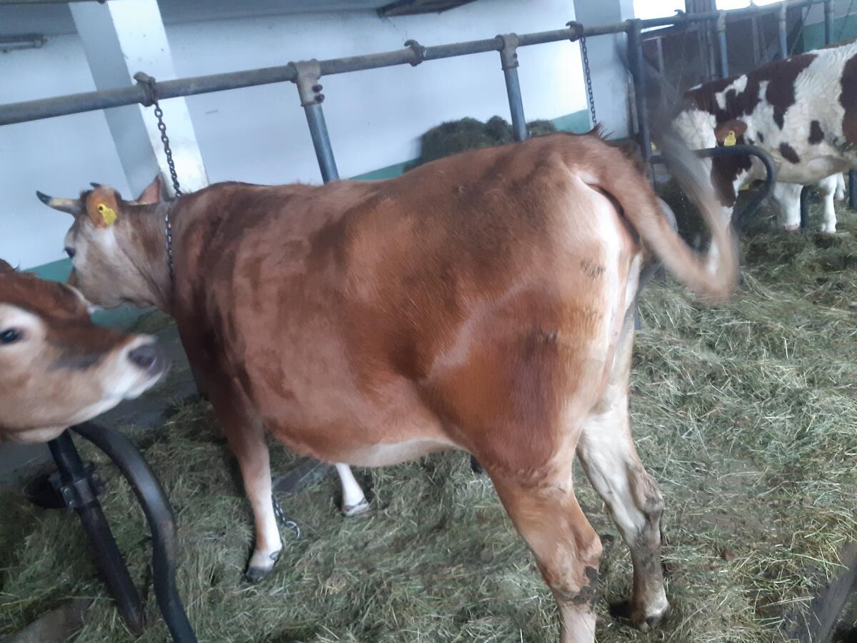 Trächtige Jersey Kalbin 3