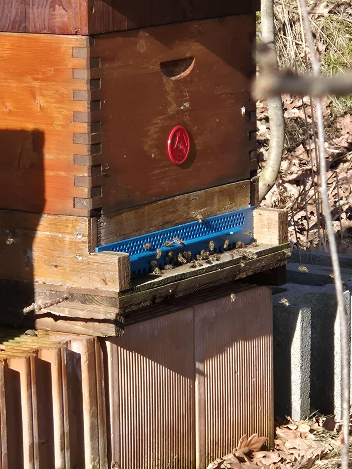 Bienen Ableger Zander Vollzarge inkl. Beuten wie am Bild 3