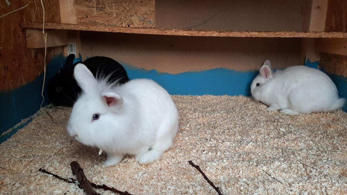Zwergkaninchen Rammler 2