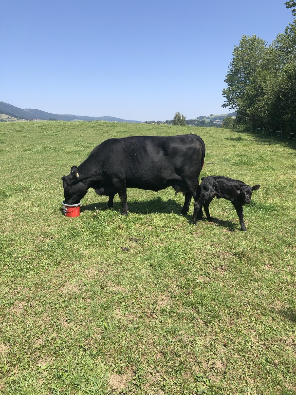 Aberdeen Angus Rinder nicht Bio 3