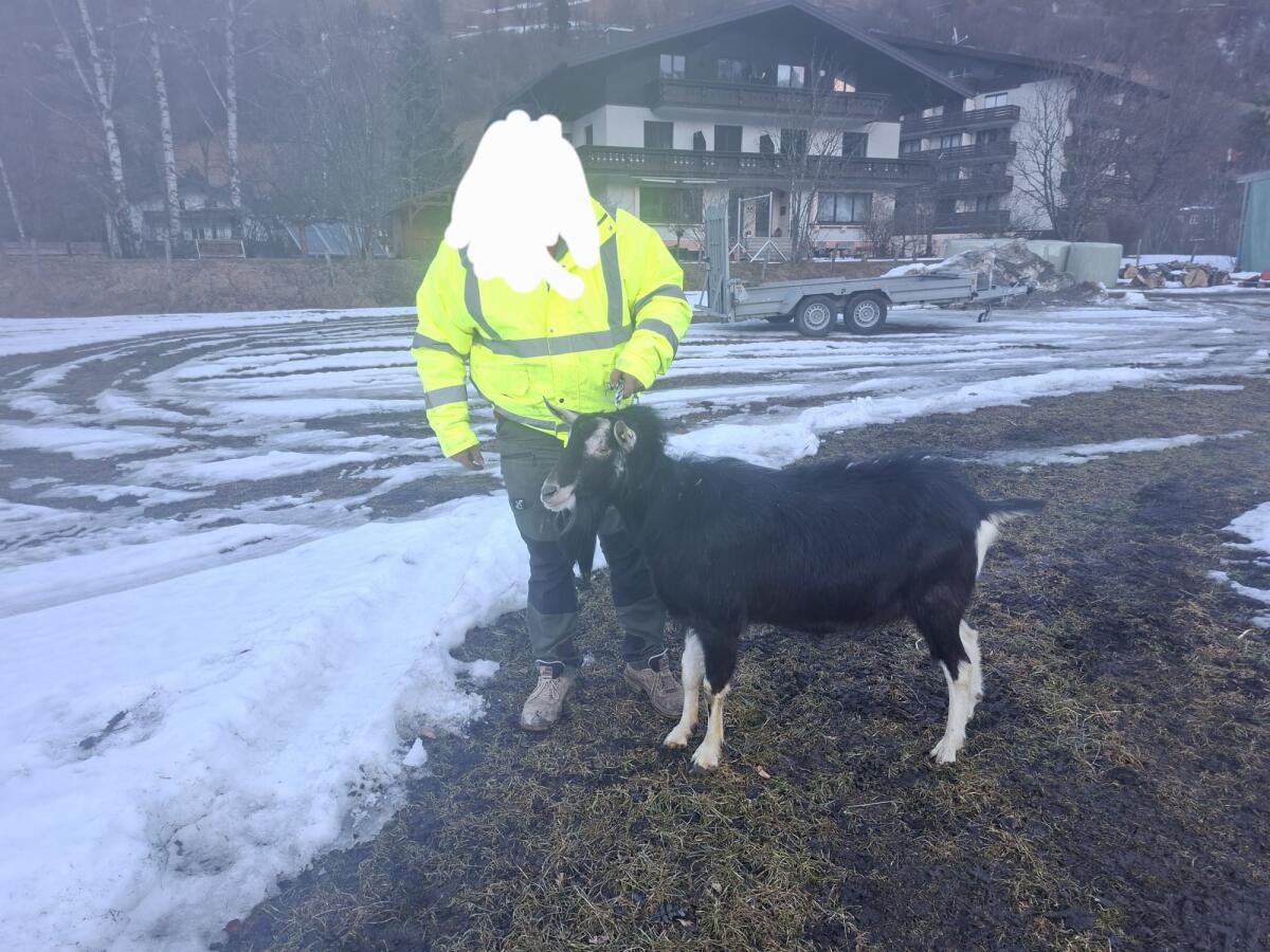 Verkaufe Bündner Strahlenbock 2