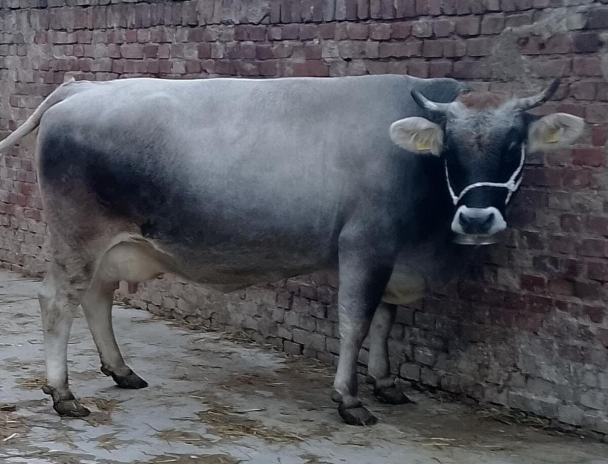 Tiroler Grauvieh Kuh 2