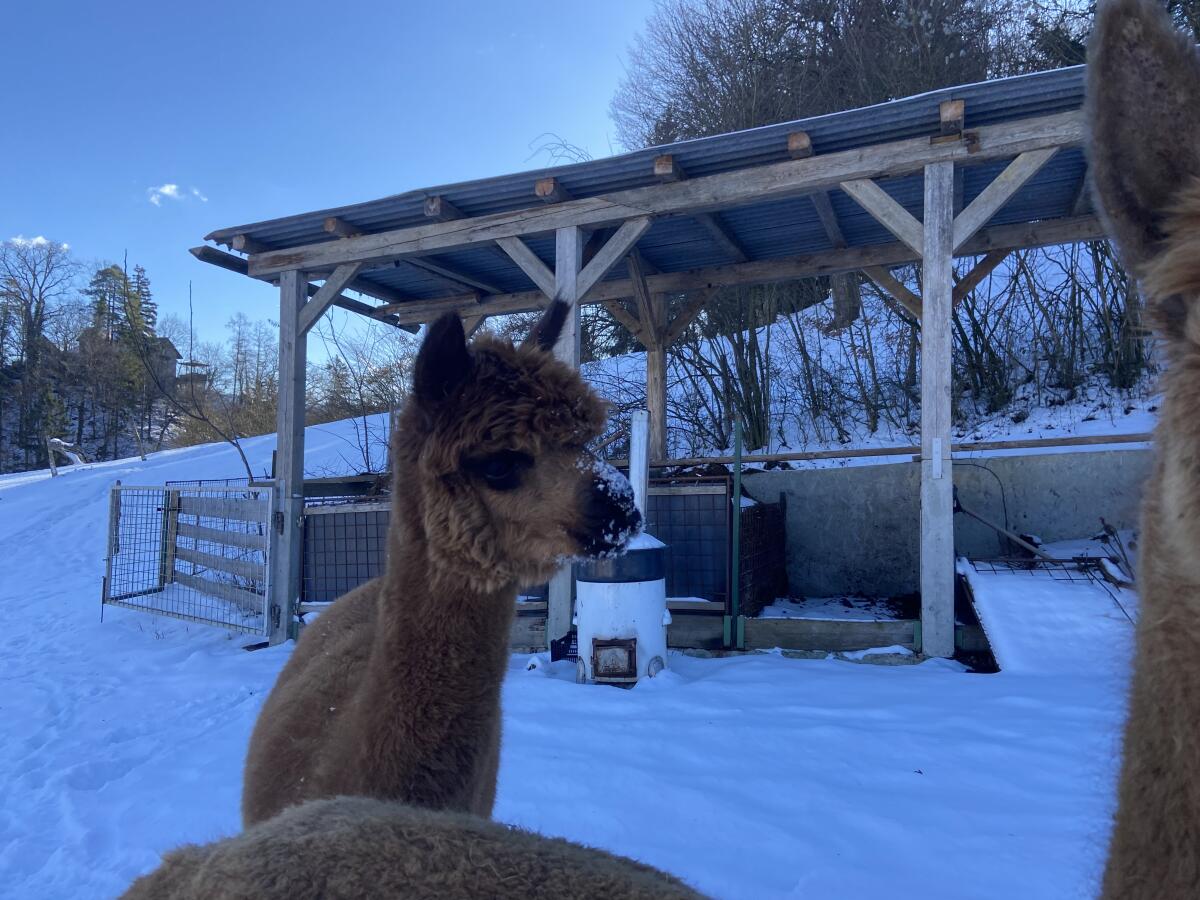Alpakastuten 2