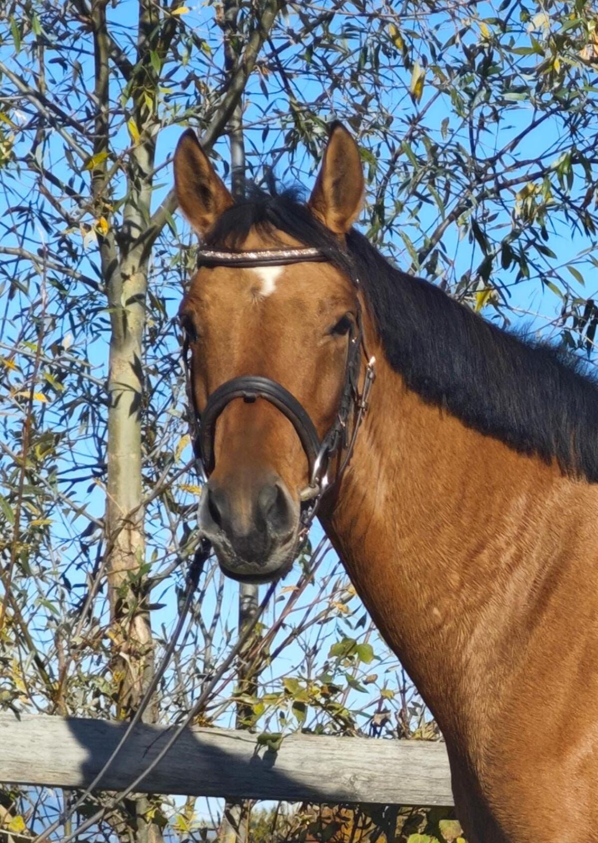 Naomi – Deutsche Reitponystute mit Top-Abstammung 2