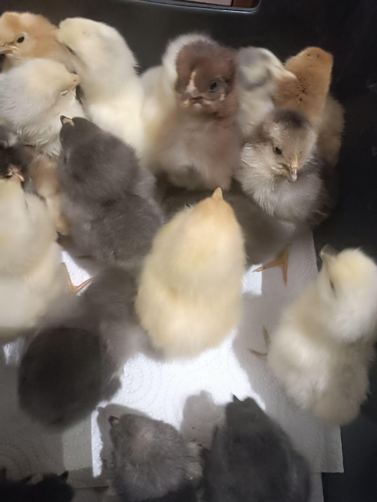 Mixküken aus Großrassen 3