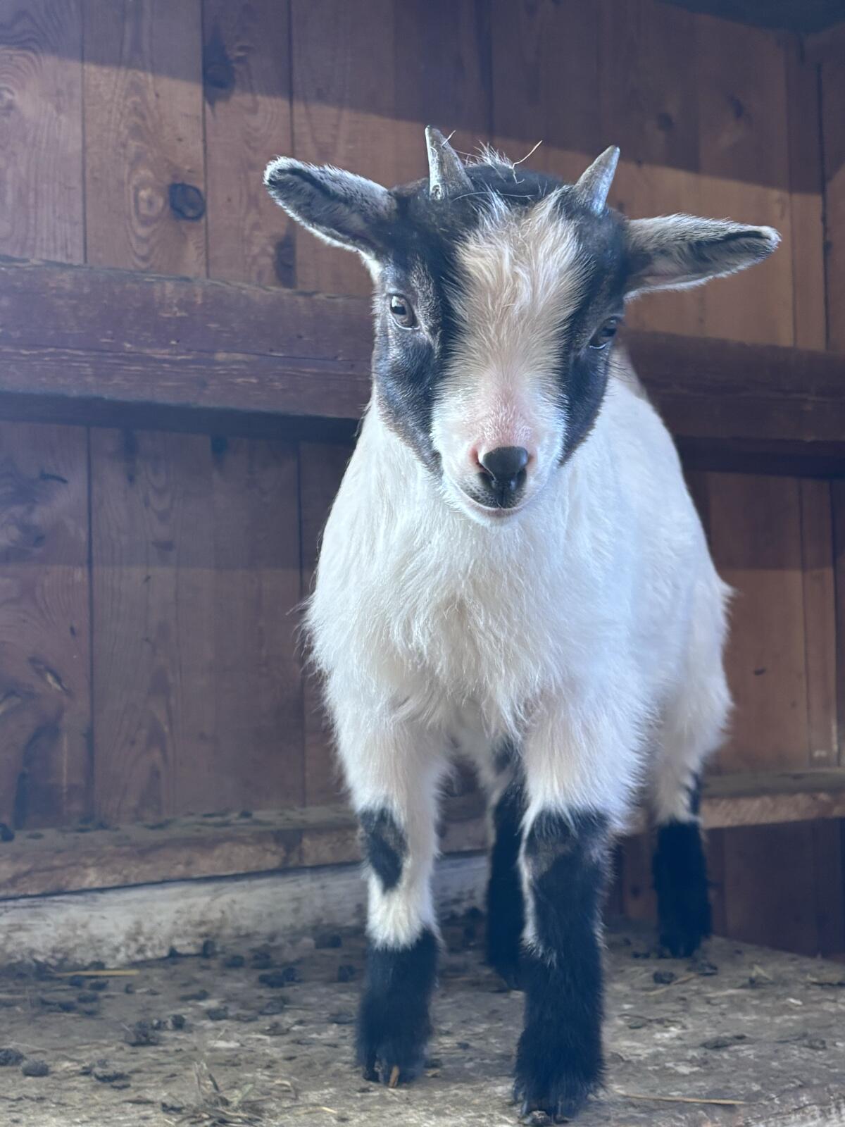 Zwergziegenbock 3