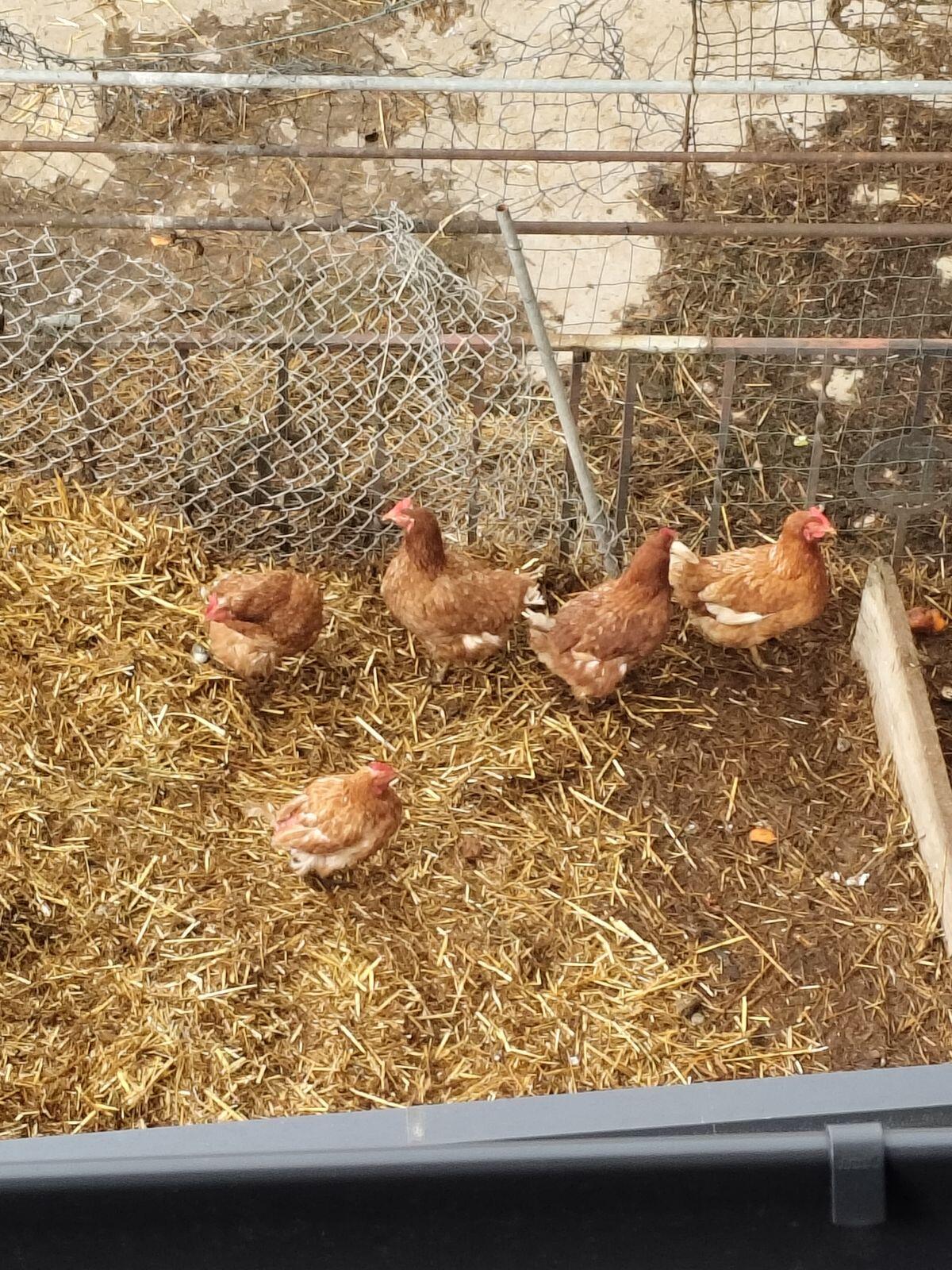 Hühner zu verschenken 2