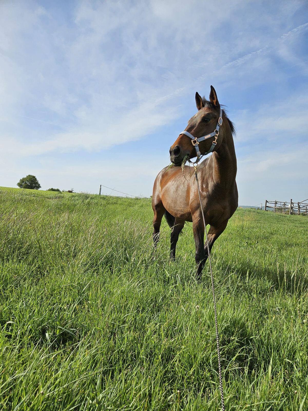 Herzenspferd sucht Lieblingsmensch 3
