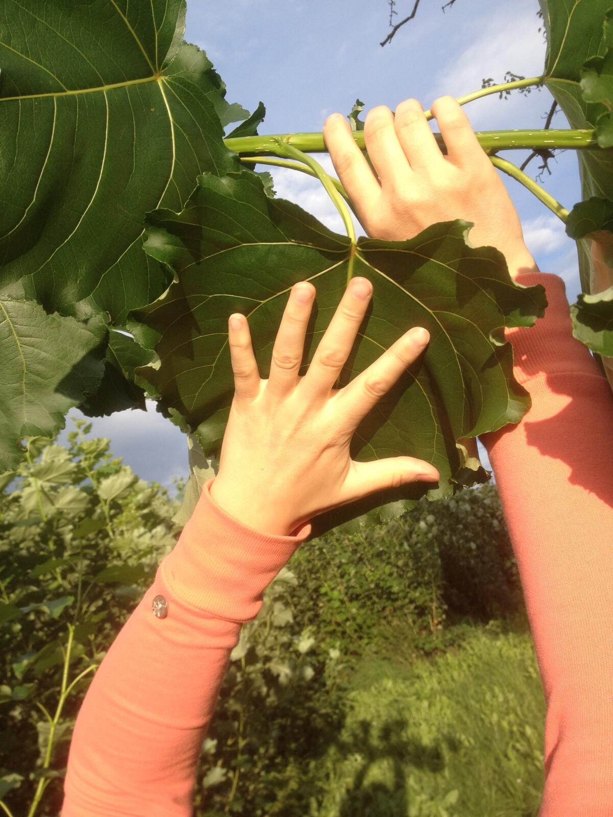 Pappel- und Weidenstecklinge für Acker, Wiese und Wald 3