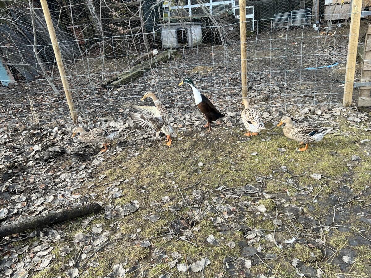 Laufenten Dreierkombi 2