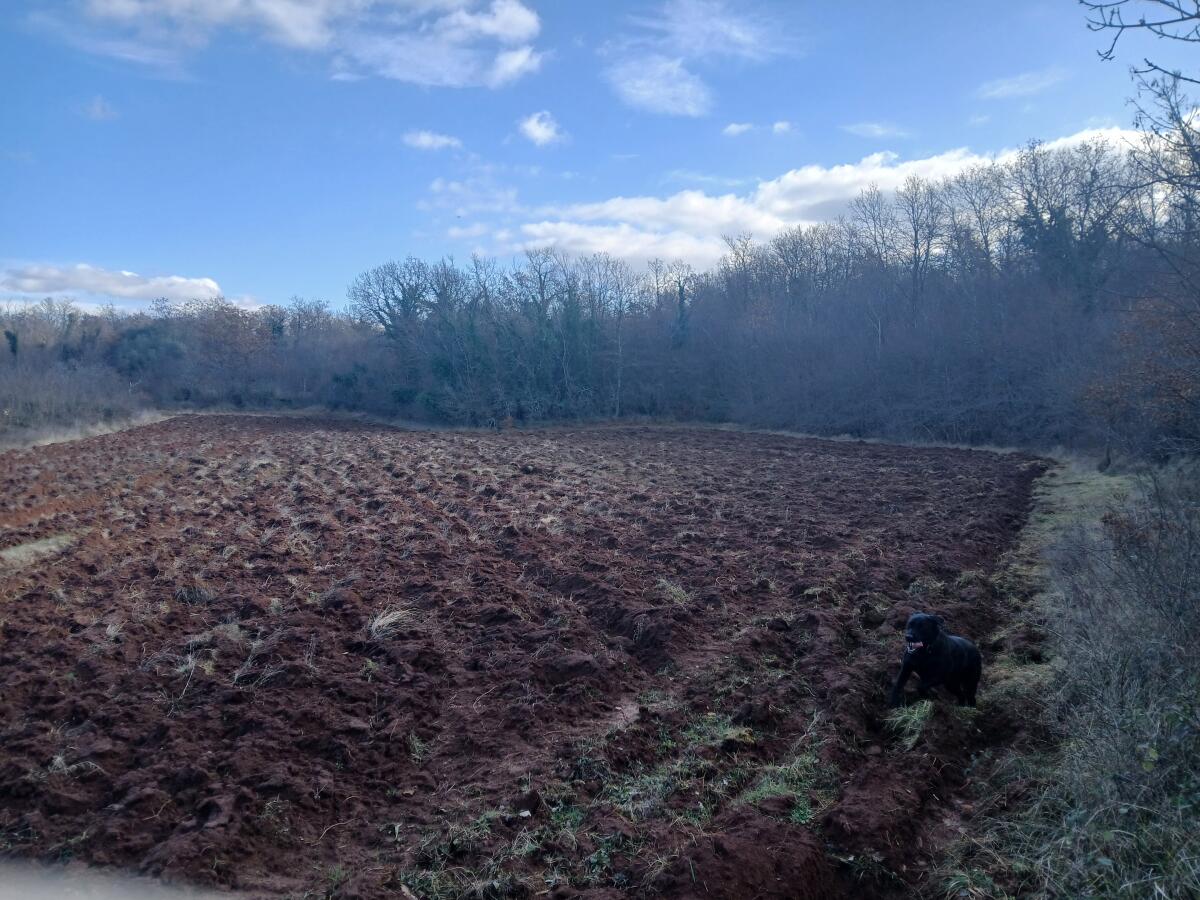 Kroatien - Istria (Parenzo) 3