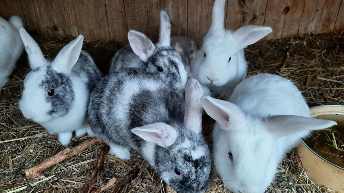 Zwergkaninchen Rhönfarbig/Weiß 2
