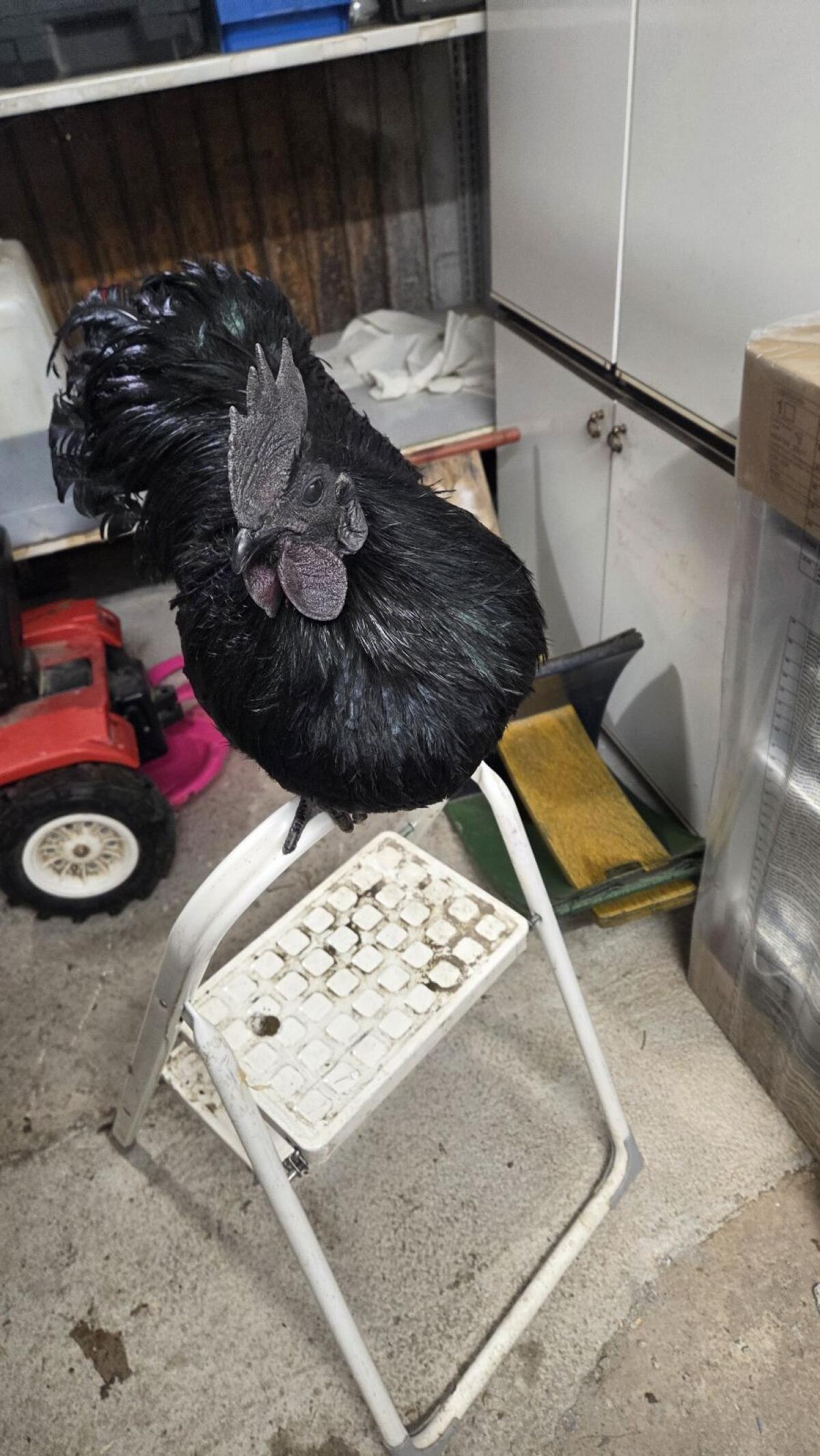 Ayam Cemani 3