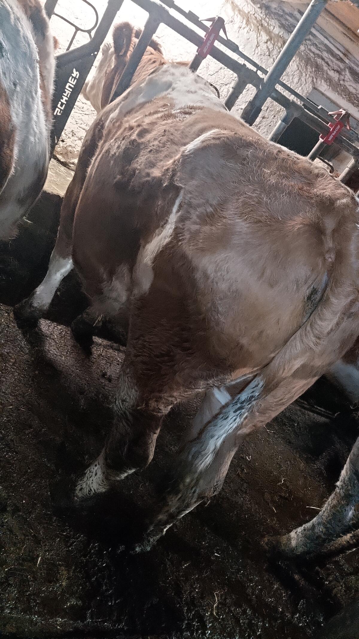 Biofleckviehkalbinnen 3