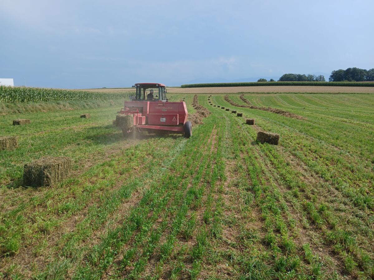 Bio-Heuballen, Kleinballen, feines Wiesenheu, 1. und 2. Schnitt 2