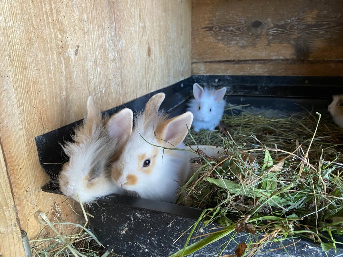 Liebe Löwenkopfzwerge und zwergwidder 2