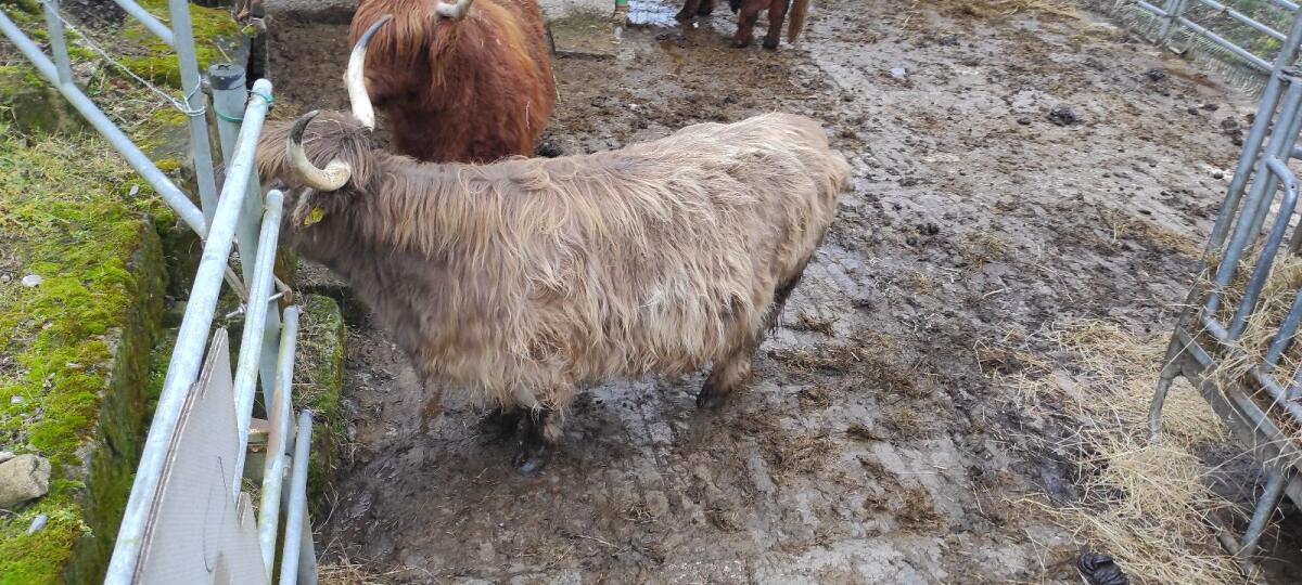 Hochlandrind Kuh Bio 2