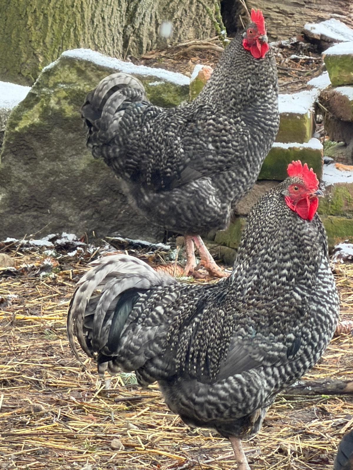 Wer die besonderen Mixe  liebt : Wunderschöne Hähne 2
