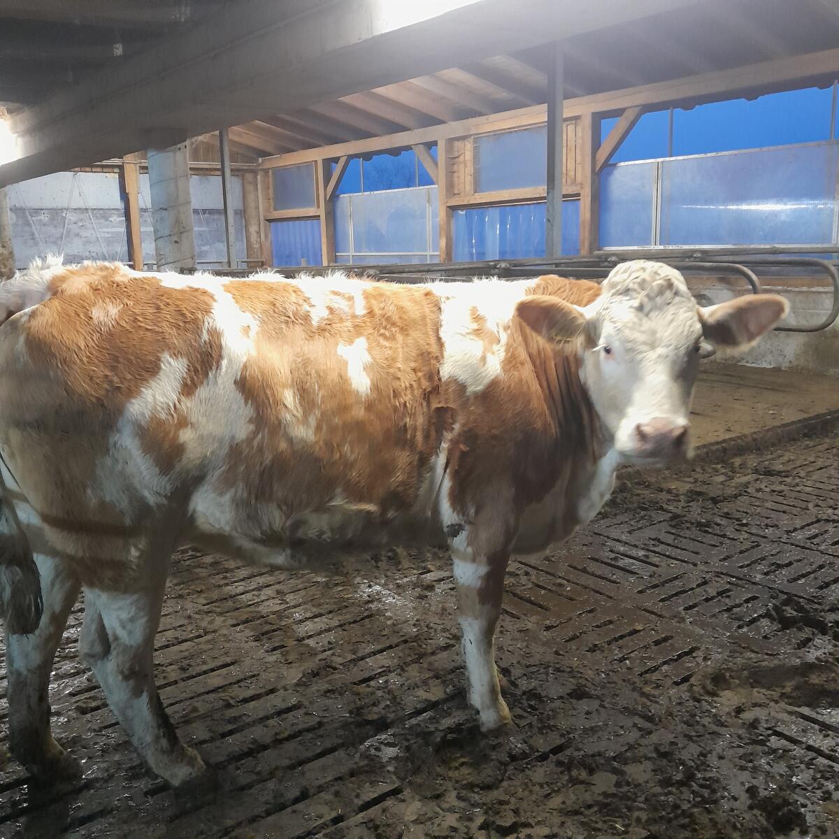 Bio Fv Zuchtkalbin 2