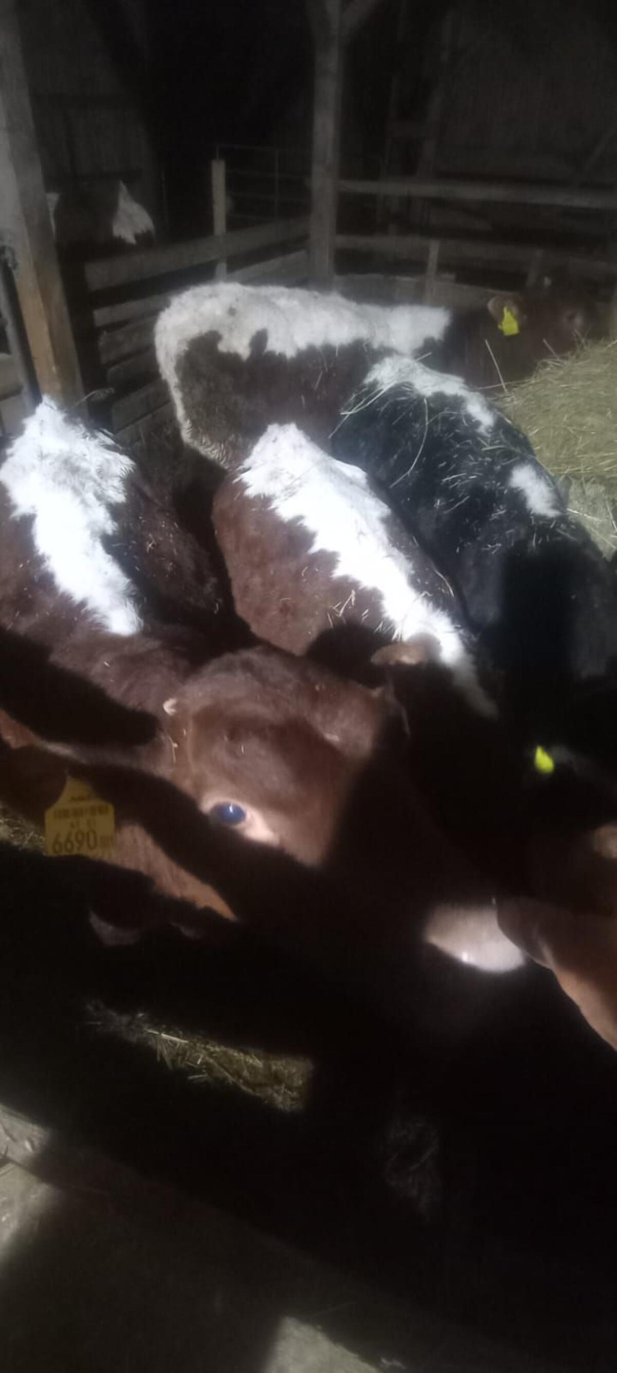 Bio Pinzgauer Stierkälber 2