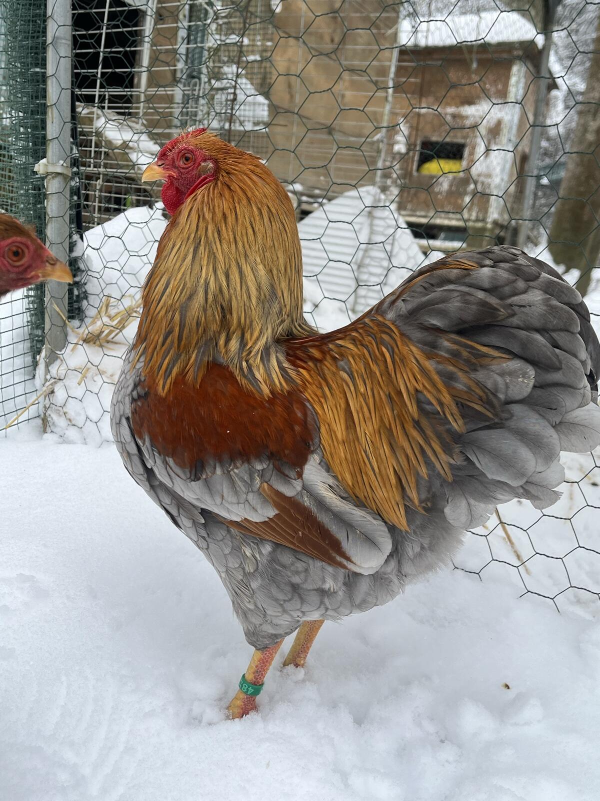 Zwerg-Wyandotten goldhalsig 2