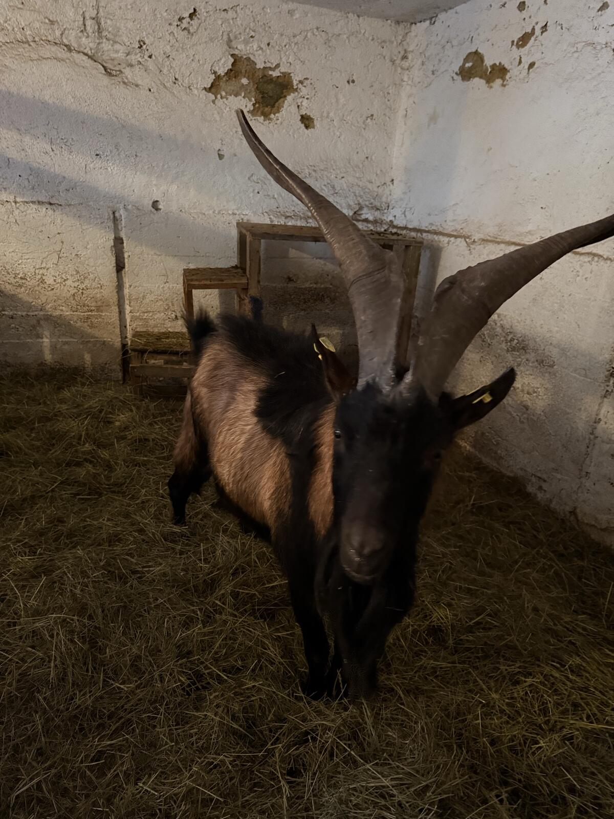 Aosta Ziegenbock Mischling 2