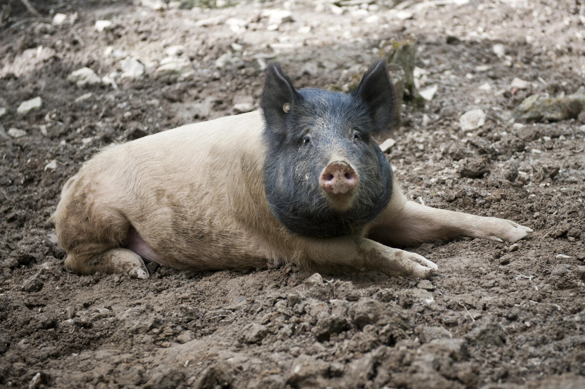 Gruppenleitung (m/w/d) für unsere Landwirtschaft 2