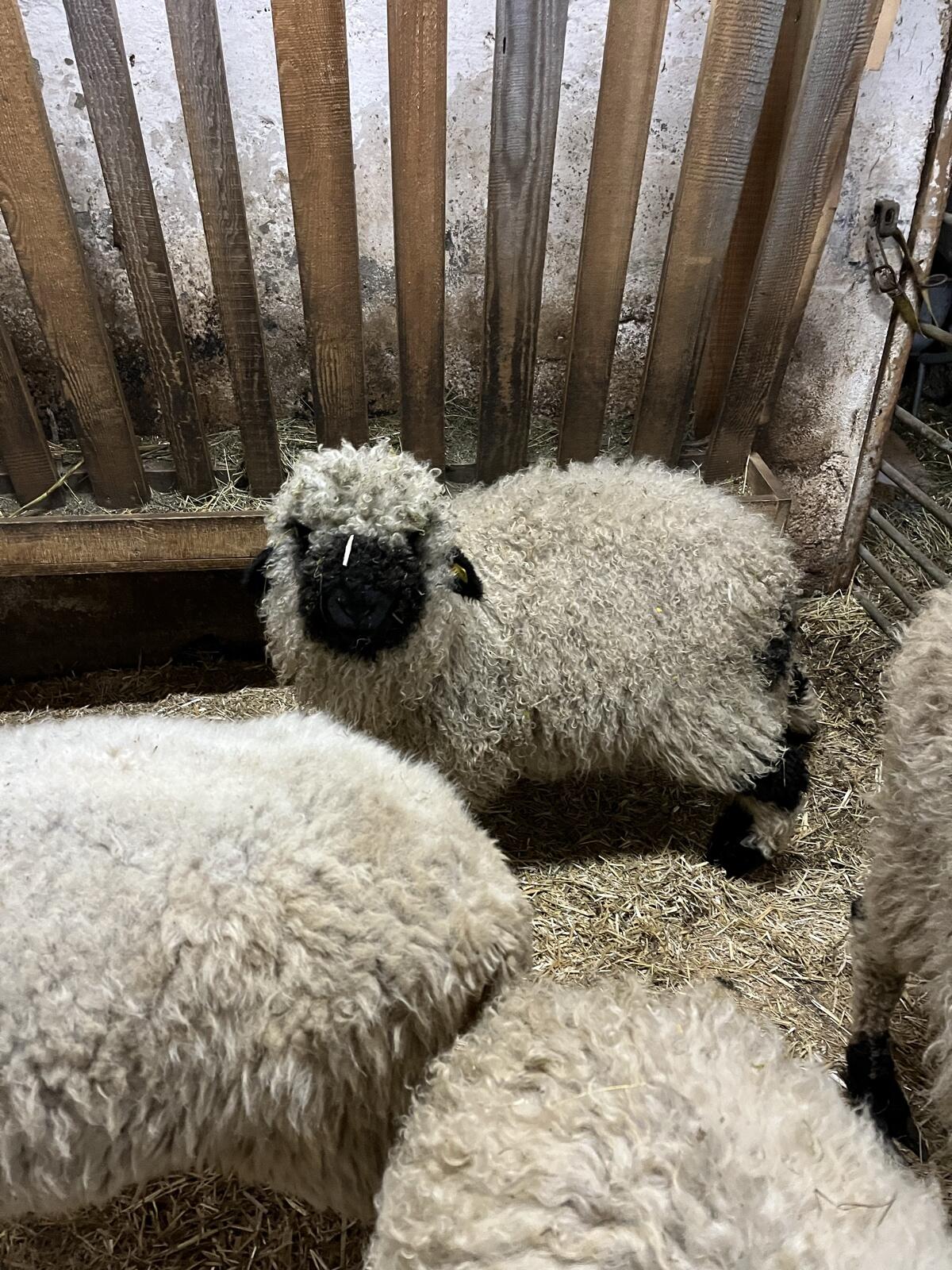 Weibliche Walliser Schwarznasenschafe 2