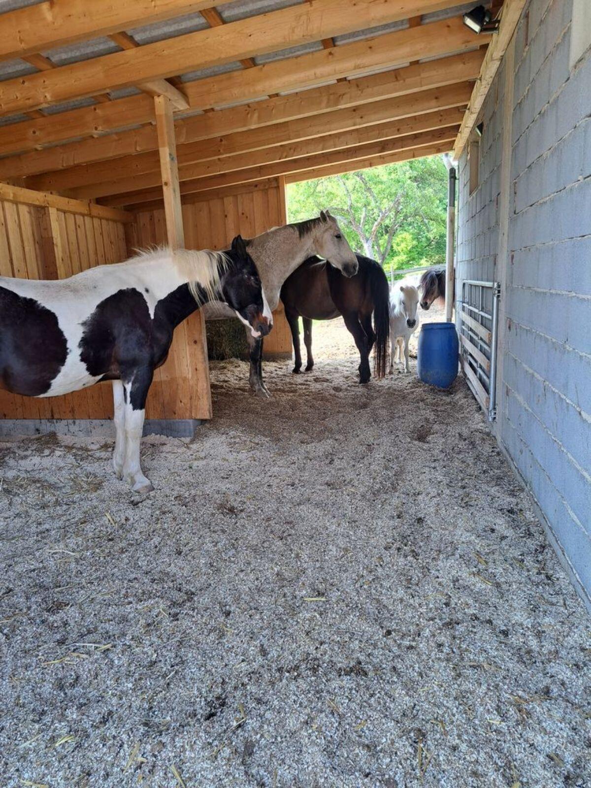 Einstellplatz (Offenstall) 3