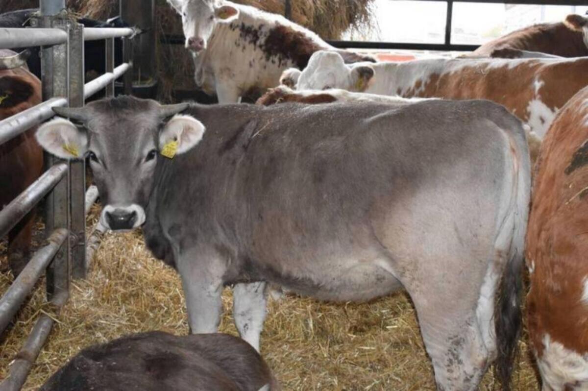 Original Braunvieh Tiere 2