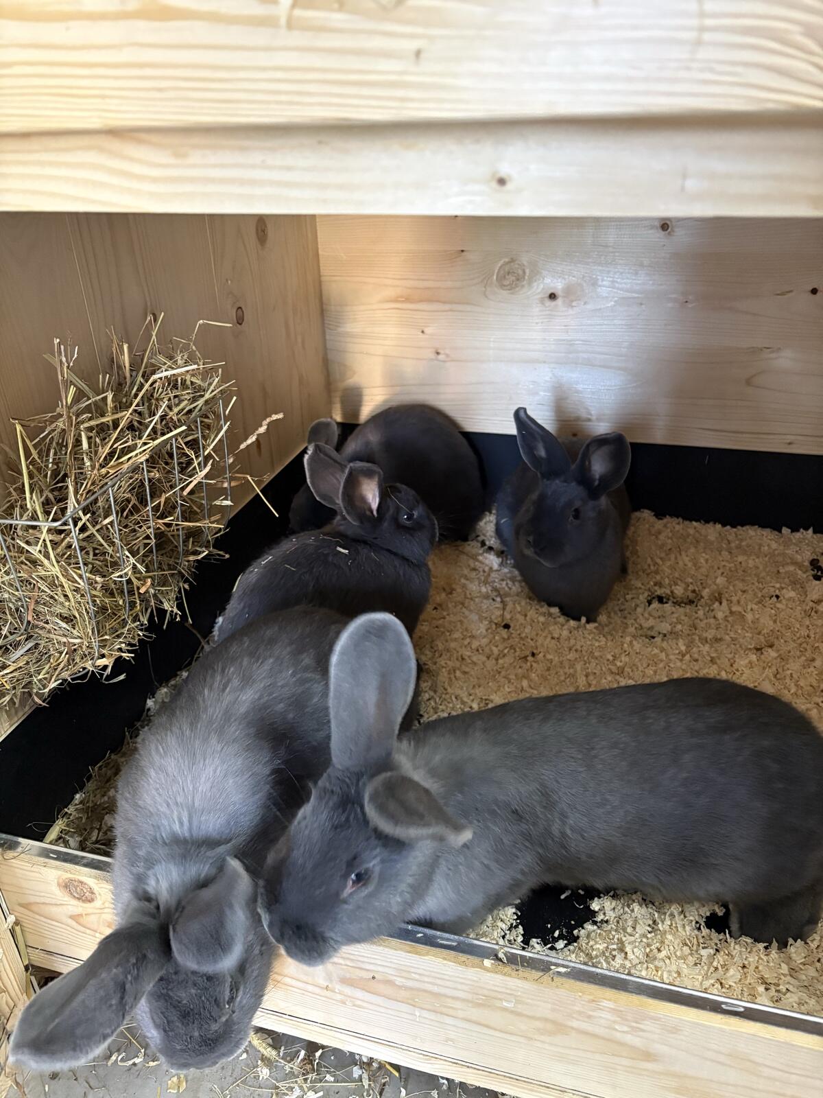 Fleischhasen/Blaue Wiener Kaninchen 3